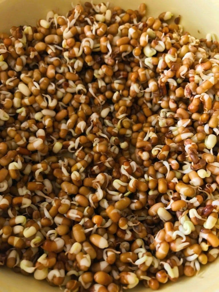 Matki Moth Sprouts