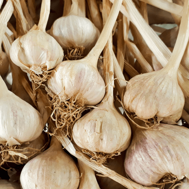 Garlic (लहसुन)