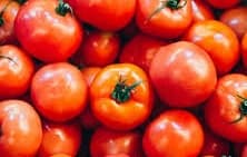 TOMATO  (टमाटर)