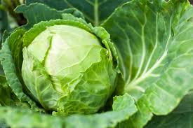 Cabbage.