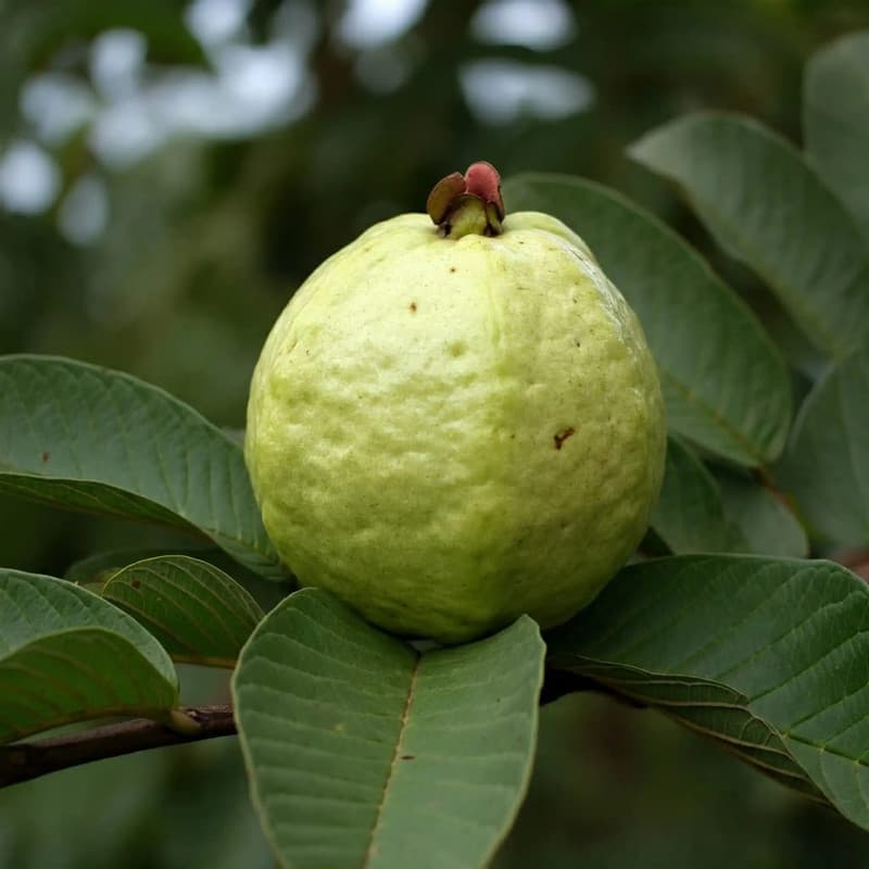 Guava