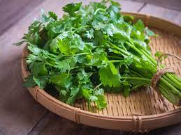 Coriander ( धनिया )