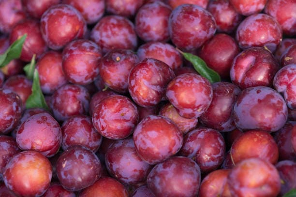 Indian Plum