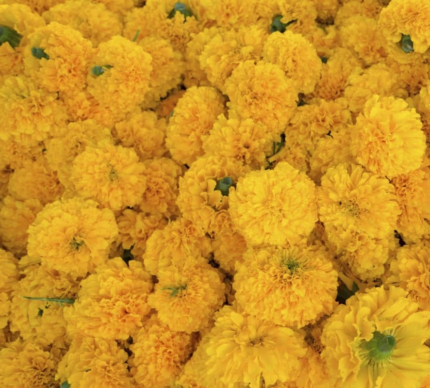 Yellow Marigold Flower