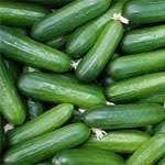 Chinese Cucumber ( खीरा )