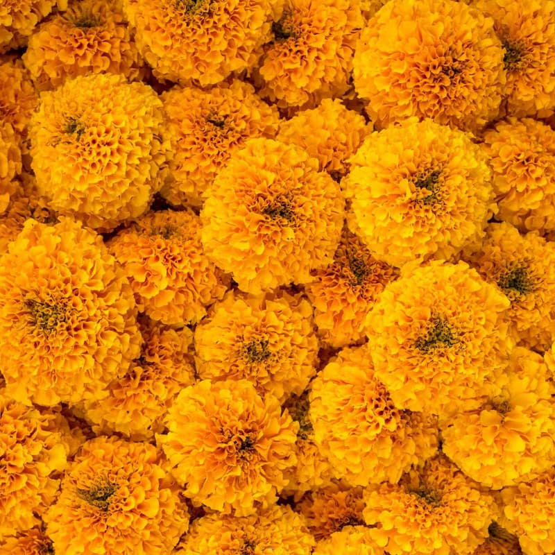 Orange Marigold
