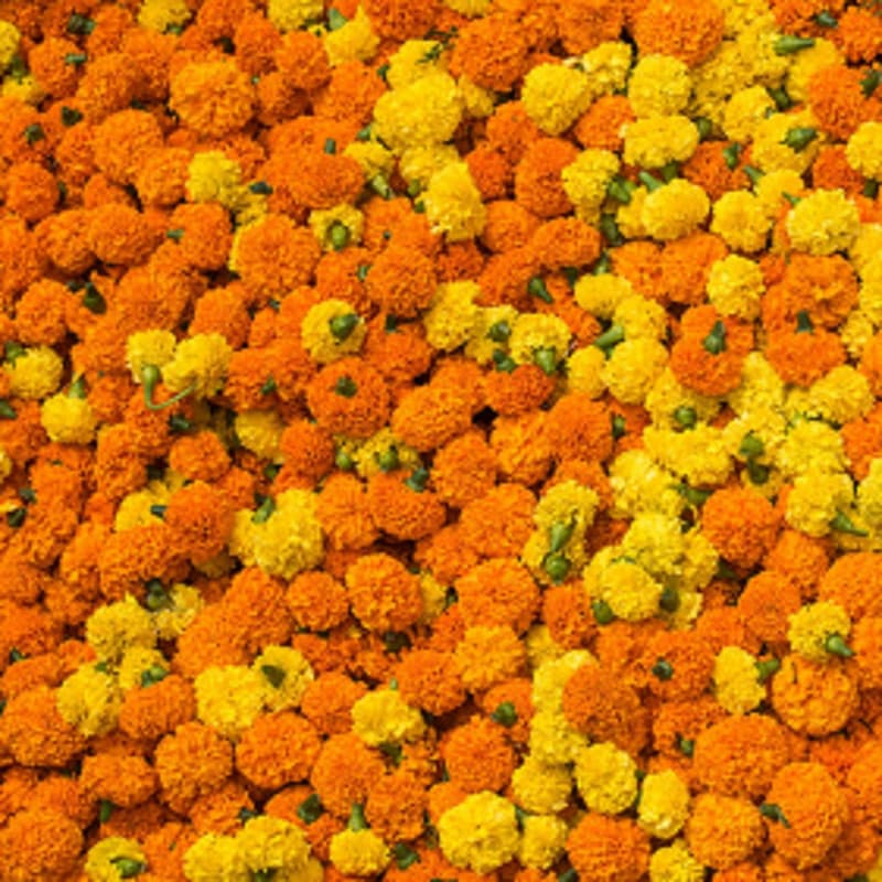 Mix Flower