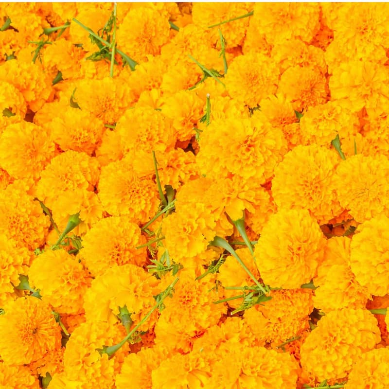 Yellow Marigold