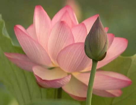 Lotus Flower